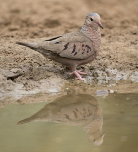 dove